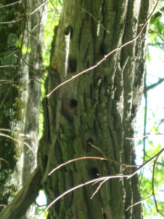 the bark of a large tree in the woods