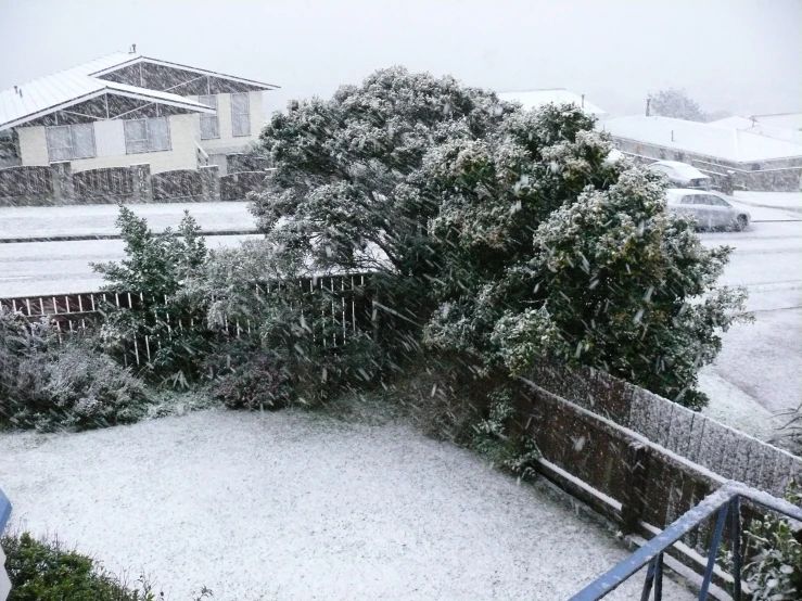 the view of an outdoor tree in a backyard after a heavy snowfall