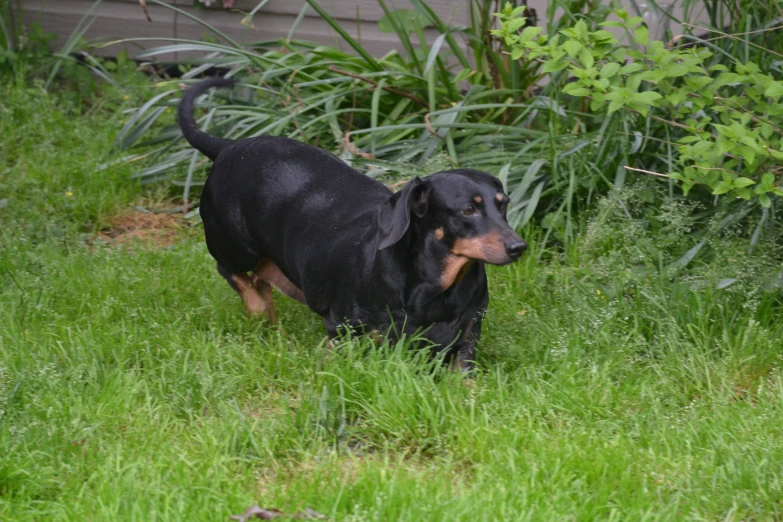 a dog sitting in the middle of the grass