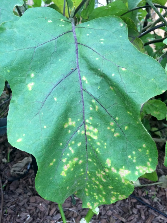 green leaves with some black spots on them