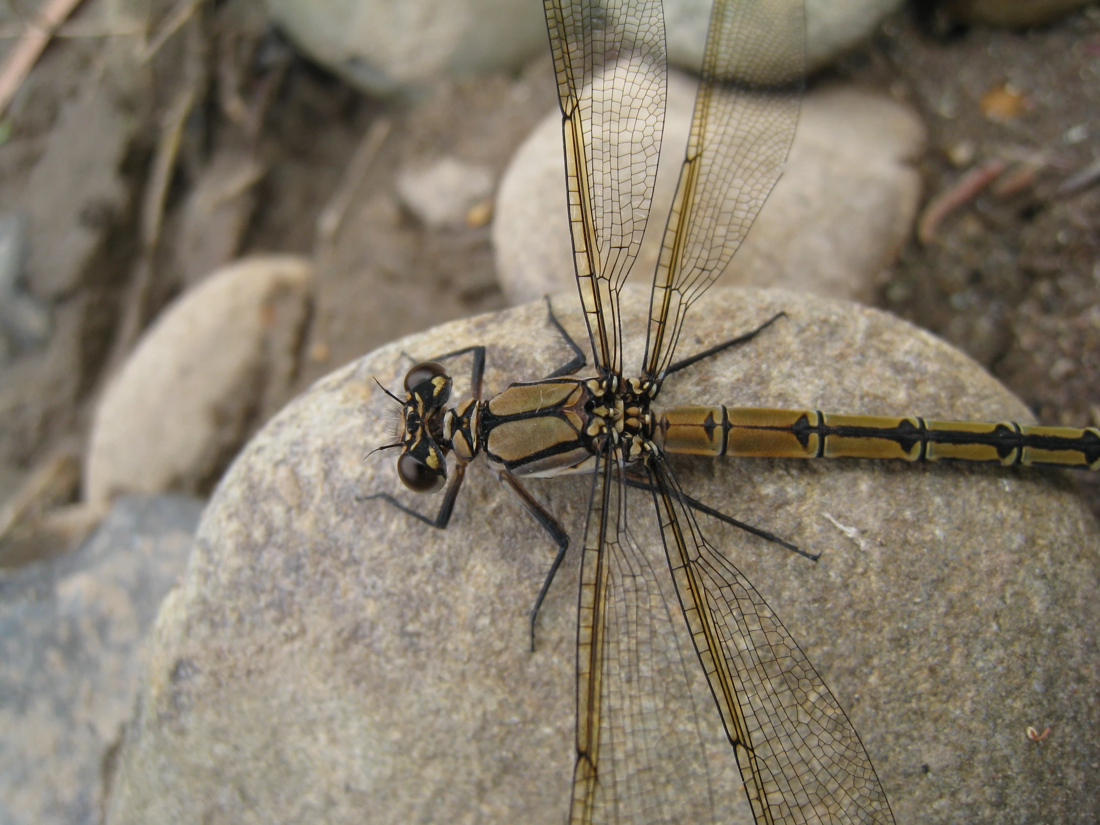a close - up image of two dragonflies sitting on some rocks