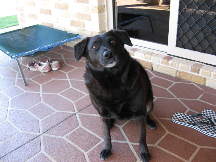 black dog sitting on the front porch and looking up