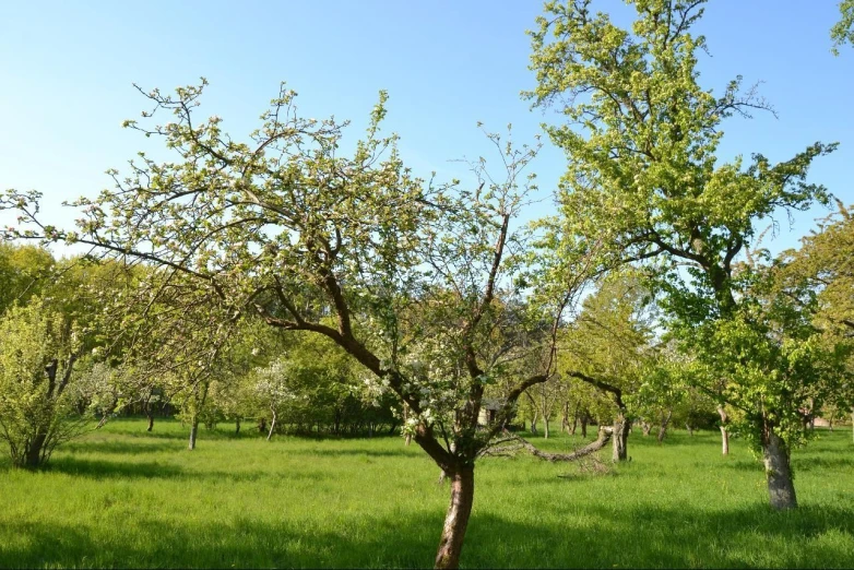 there is a large green field with many trees