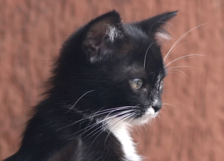 a close up of a black cat with white ears