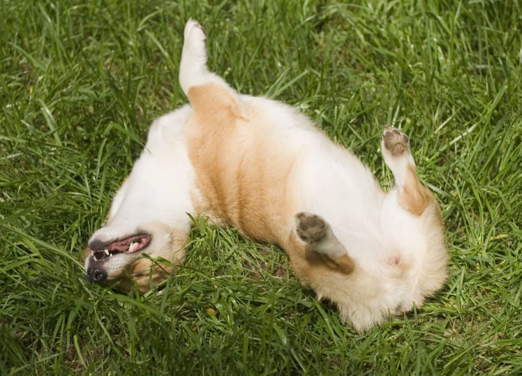 a dog rolling around in the green grass