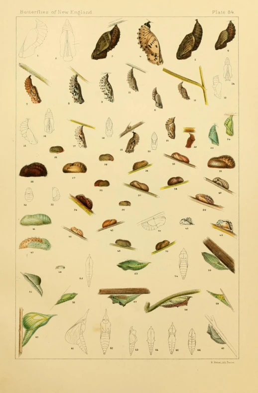 a group of different leaf shapes