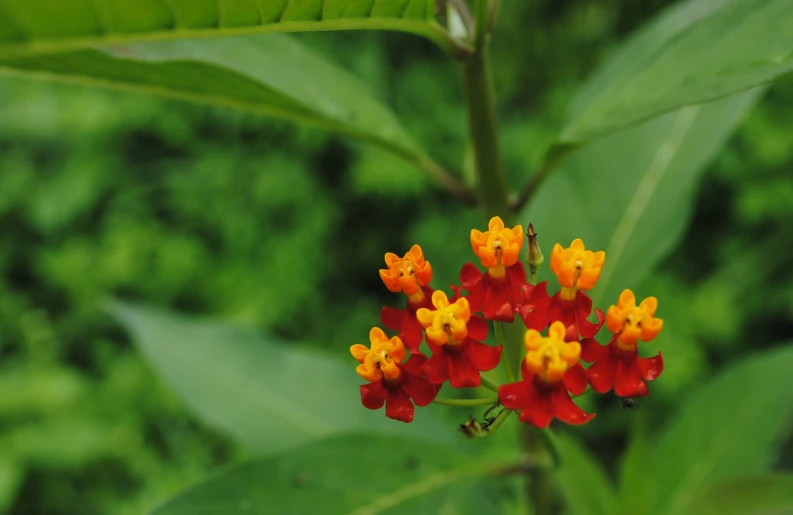 a bunch of flowers that are on a leaf