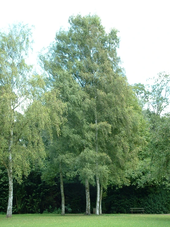 some trees some grass and bushes and white boards