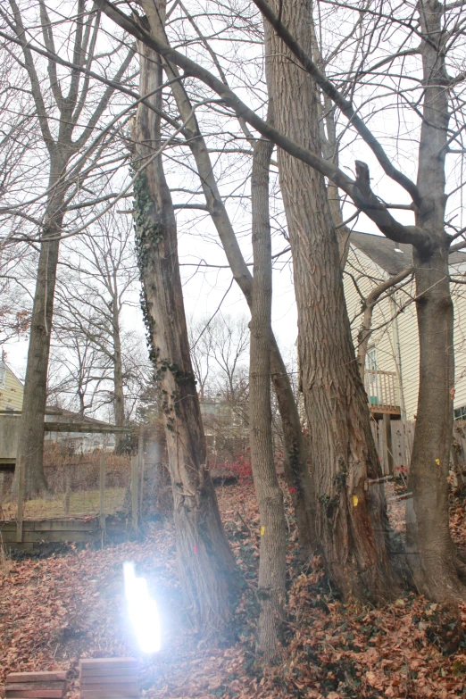 the sunlight shines through some trees and leaves