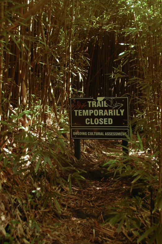 a sign stands in a bamboo forest to read a trail