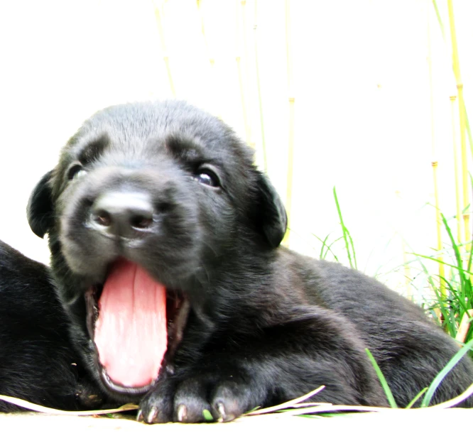 a large black puppy with its mouth open and tongue out