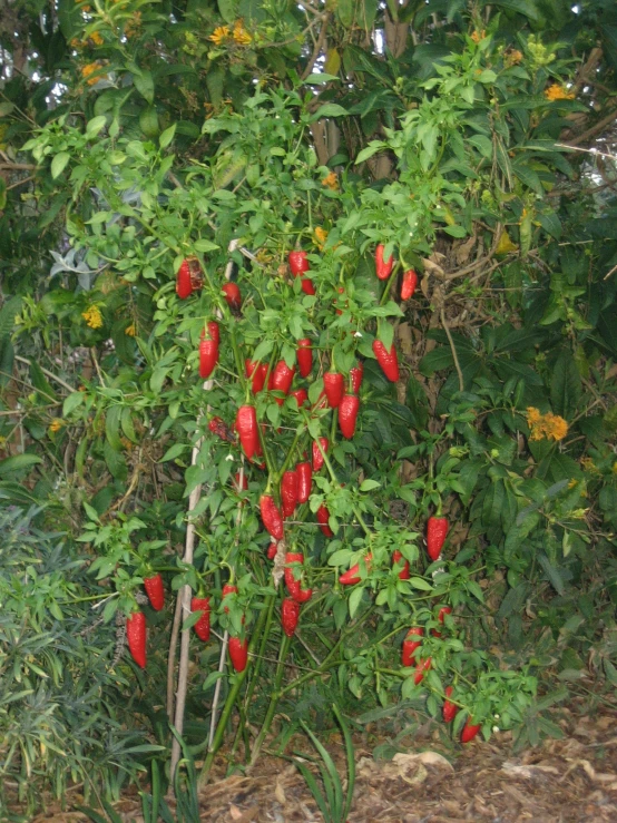 this is a bush of red chili peppers