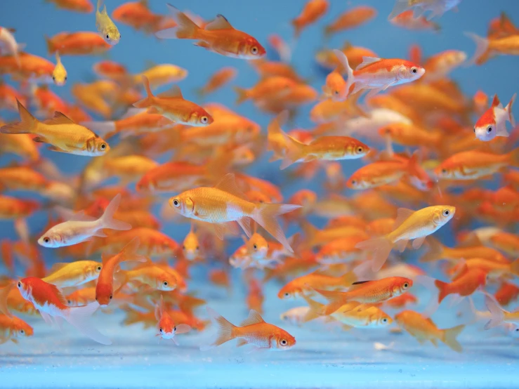 a group of fish swim in an aquarium