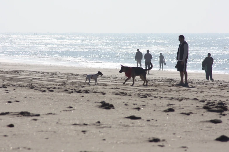 the dog is walking on the beach with his master