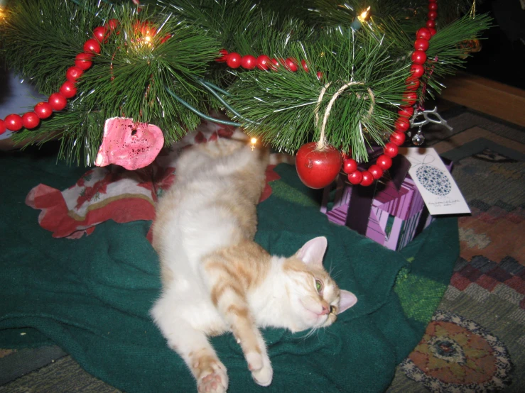 two cats under a christmas tree with their heads stuck up