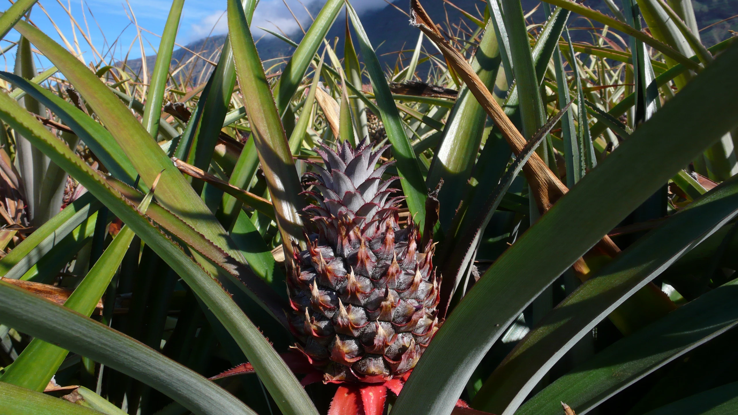 an image of a stalk of a pineapple or a pineapple plant