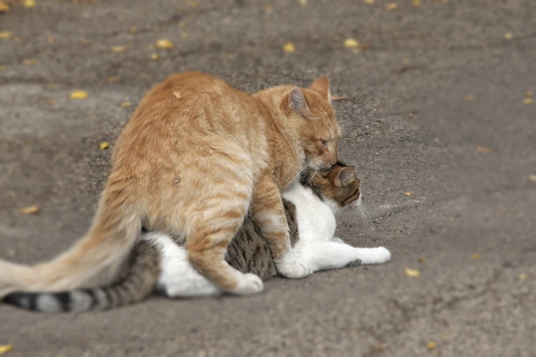 an orange tabby cat rubbing against another on the ground