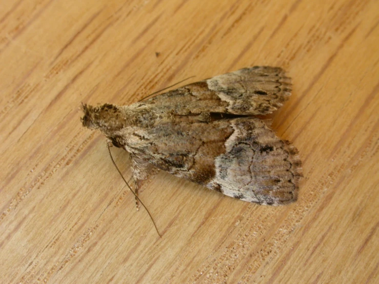 a moth that is sitting on a wood table