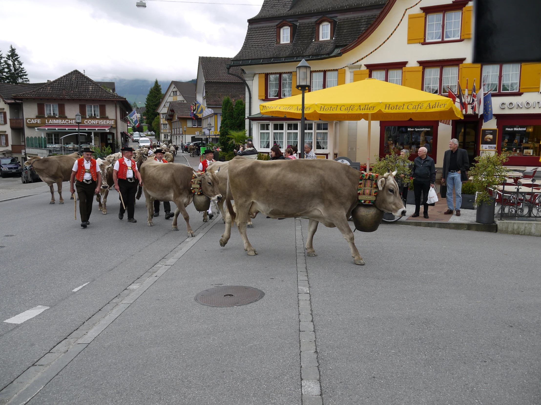 several cows are walking down the street in town