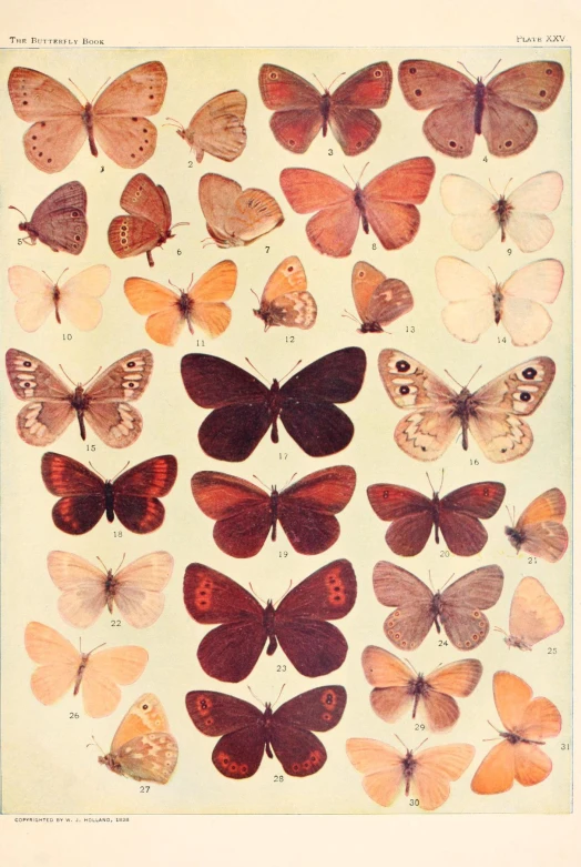 a large collection of erflies with various colors