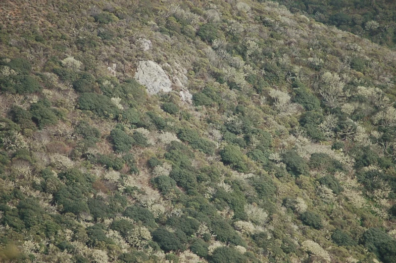 a hill covered with trees on the side of a mountain