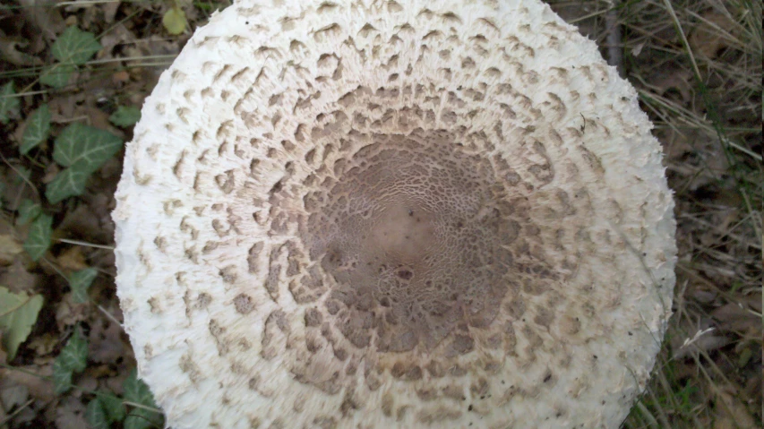 a mushroom that has brown spots on it
