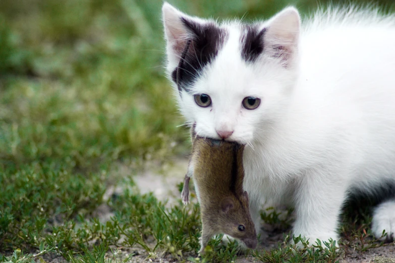 a white kitten is holding a stick in its mouth