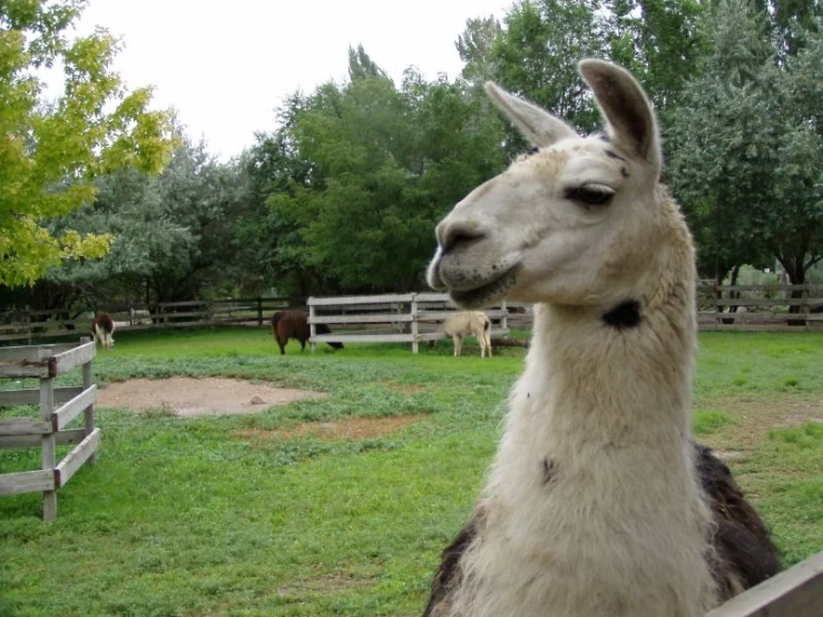 a llama looking at a camera with other animals behind him