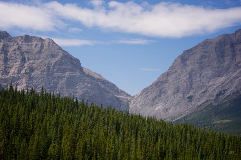 a field of pine trees in front of tall mountains