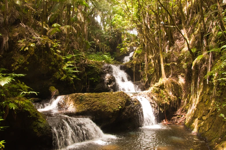 a creek flows through the jungle with green moss