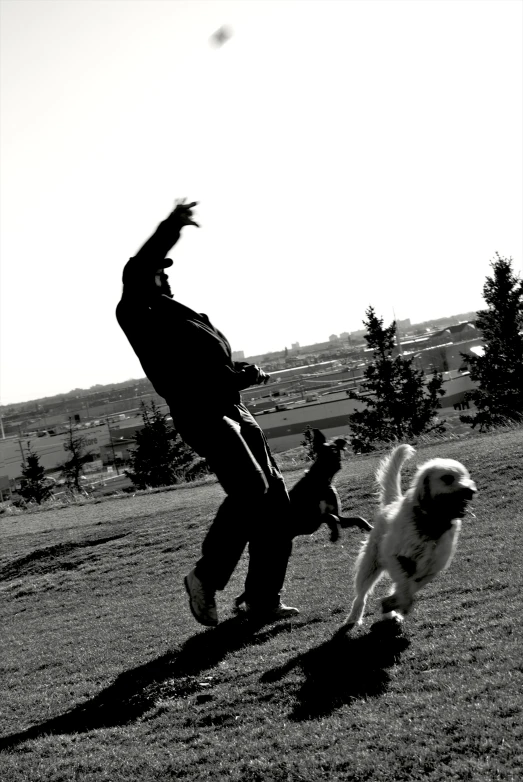 a dog chasing after a person who is reaching for the ball