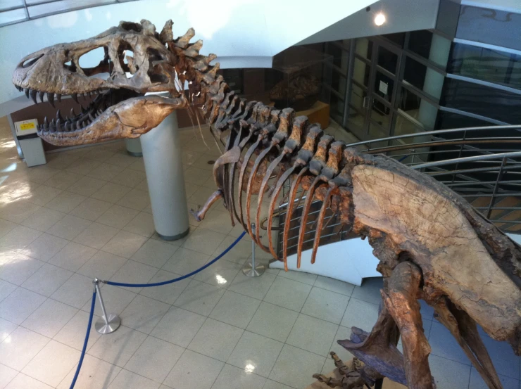 dinosaur skeleton on display in museum setting with other sculptures