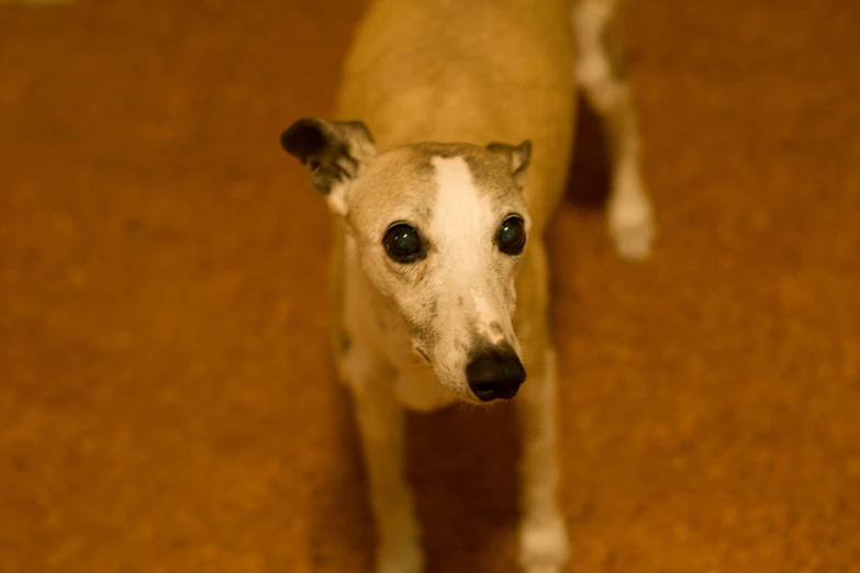 a small brown and white dog stands on a carpet