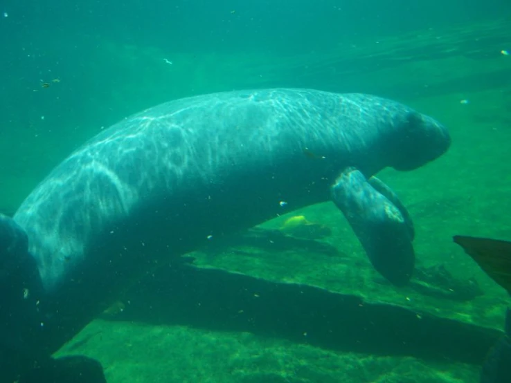 a seal laying in the water with it's head to its mouth