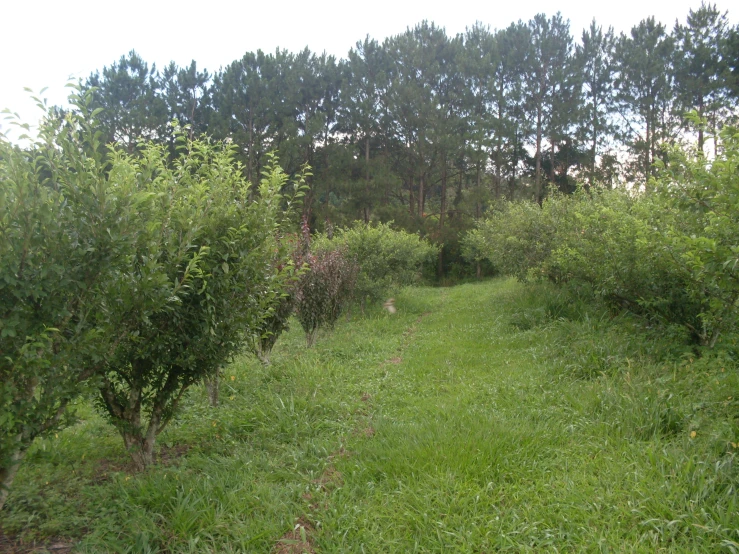 an area of grass with bushes and trees