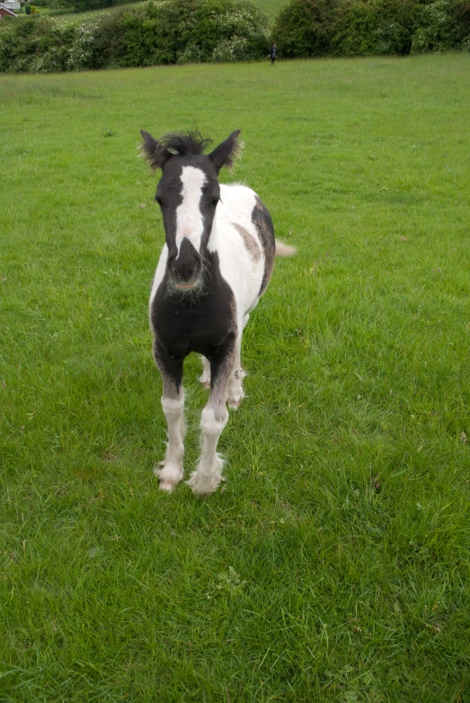 a very small horse standing in the grass