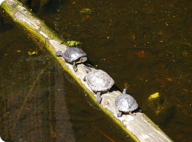 a log in the water with turtles sitting on it