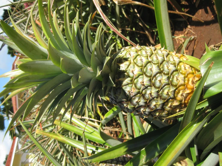 a close up view of a pineapple in the sunlight