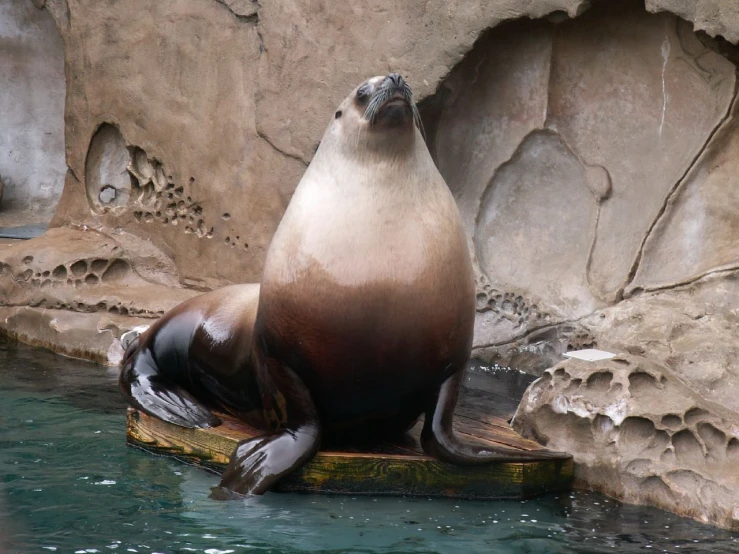 a seal lying on a rock by some water