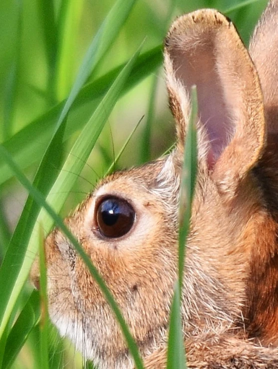 a bunny looking up from behind green grass