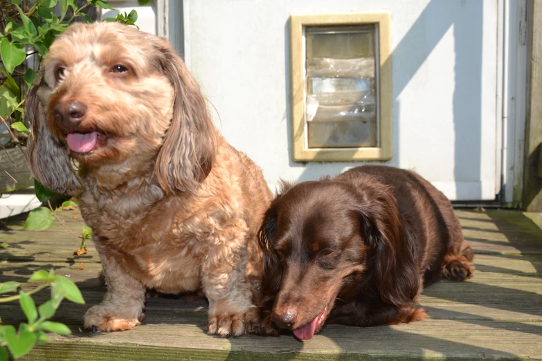 two dogs that are outside next to each other