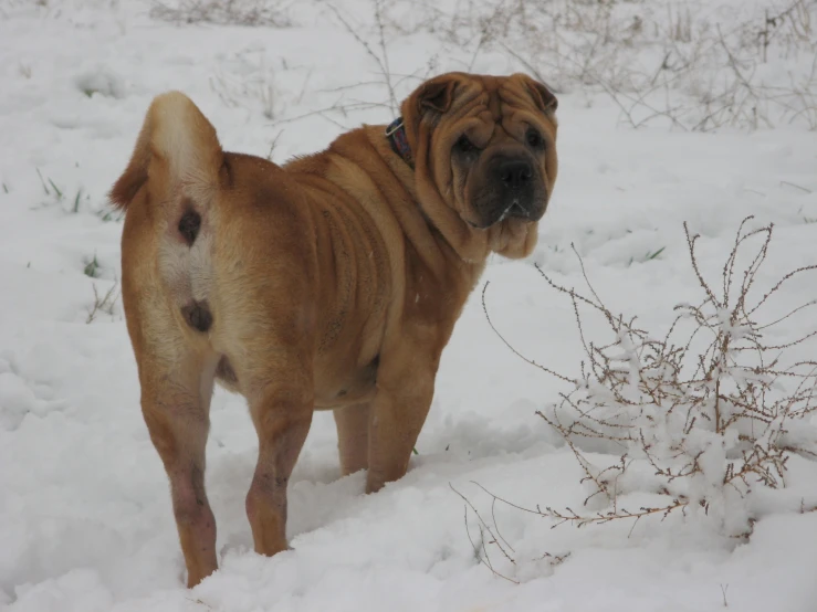 this is an image of a large brown dog