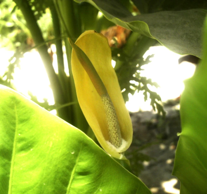a small banana tree nch with a yellow flower