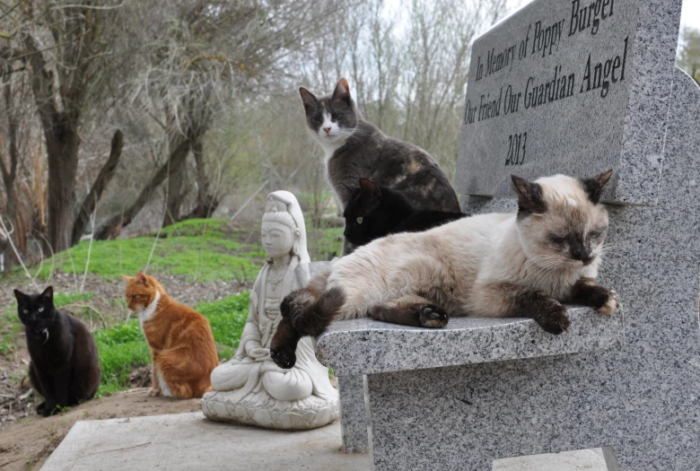 five cats sit on top of a statue