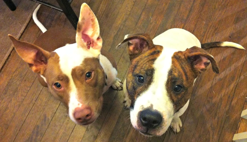 two dogs are looking in the mirror on the wooden floor