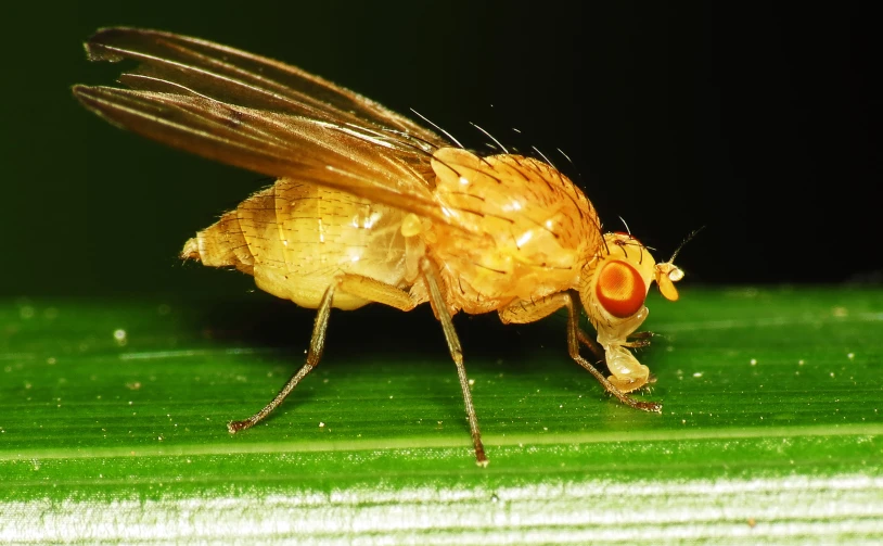 the fly is sitting on a green leaf