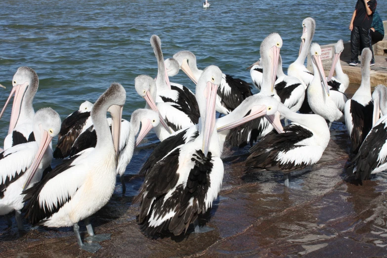 many black and white birds are standing near water