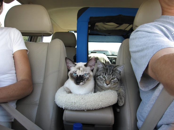 two cats sit in the back seat of a car