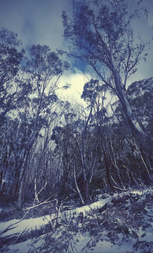 trees on the snow are blowing in the wind