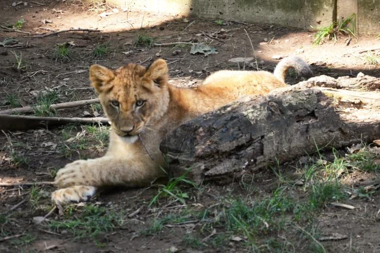 a young lion lying down in the dirt